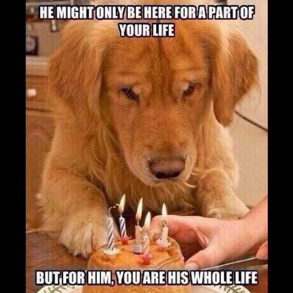 Meet your Posher, Jan - Picture 4 of 5